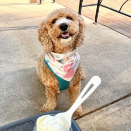 a puppy with ice cream